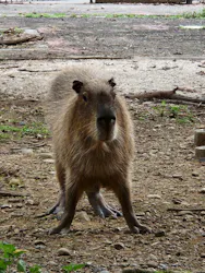 こども動物自然公園(埼玉県公園緑地協会)に投稿された画像(2026/8/11)