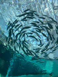 名古屋港水族館に投稿された画像(2026/8/11)