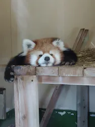 東武動物公園に投稿された画像(2026/8/11)