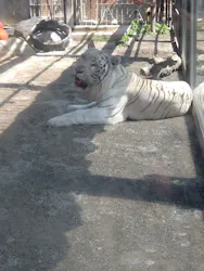東武動物公園に投稿された画像(2026/8/11)