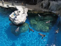 アクアワールド茨城県大洗水族館に投稿された画像(2026/8/11)