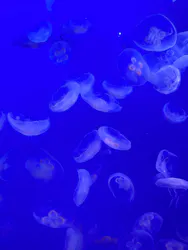 新江ノ島水族館に投稿された画像(2026/8/12)