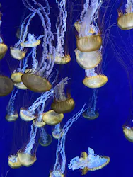 新江ノ島水族館に投稿された画像(2026/8/12)