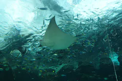 名古屋港水族館に投稿された画像(2026/8/12)