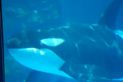 名古屋港水族館に投稿された画像(2026/8/12)