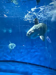 アクアワールド茨城県大洗水族館に投稿された画像(2026/8/12)