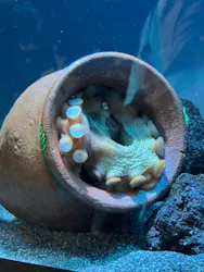 サンシャイン水族館に投稿された画像(2026/8/12)