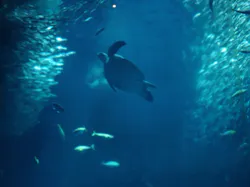 アクアワールド茨城県大洗水族館に投稿された画像(2026/8/12)