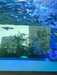 サンシャイン水族館に投稿された画像(2026/8/12)