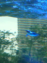 サンシャイン水族館に投稿された画像(2026/8/12)