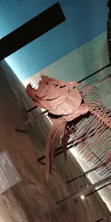 福井県立恐竜博物館に投稿された画像(2026/8/12)
