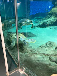 名古屋港水族館に投稿された画像(2026/8/12)