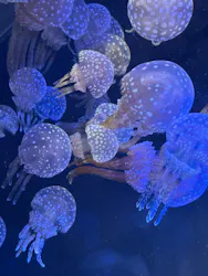 名古屋港水族館に投稿された画像(2026/8/12)