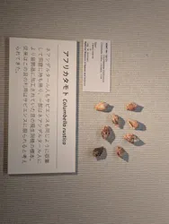 国立科学博物館に投稿された画像(2026/8/12)