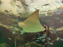 名古屋港水族館に投稿された画像(2026/8/13)