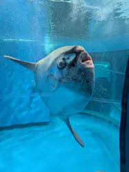 アクアワールド茨城県大洗水族館に投稿された画像(2026/8/13)