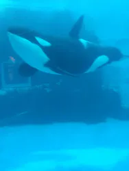 名古屋港水族館に投稿された画像(2026/8/13)