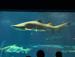 アクアワールド茨城県大洗水族館に投稿された画像(2026/8/13)