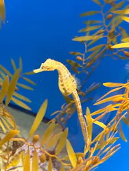アクアワールド茨城県大洗水族館に投稿された画像(2026/8/13)