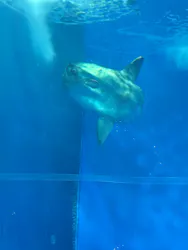 アクアワールド茨城県大洗水族館に投稿された画像(2026/8/13)