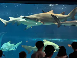アクアワールド茨城県大洗水族館に投稿された画像(2026/8/13)