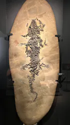 国立科学博物館に投稿された画像(2026/8/13)