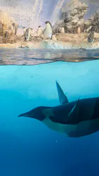 名古屋港水族館に投稿された画像(2026/8/13)