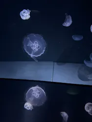 サンシャイン水族館に投稿された画像(2026/8/13)