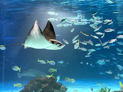 サンシャイン水族館に投稿された画像(2026/8/13)