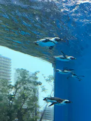 サンシャイン水族館に投稿された画像(2026/8/13)