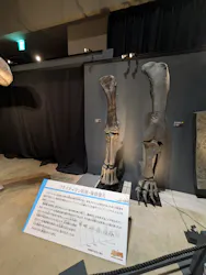福井県立恐竜博物館に投稿された画像(2026/8/13)