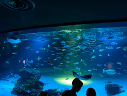 サンシャイン水族館に投稿された画像(2026/8/13)