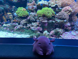 サンシャイン水族館に投稿された画像(2026/8/13)