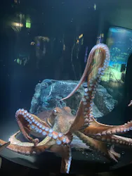 サンシャイン水族館に投稿された画像(2026/8/13)