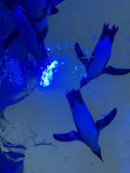 サンシャイン水族館に投稿された画像(2026/8/13)