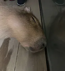 カワスイ 川崎⽔族館に投稿された画像(2026/8/13)