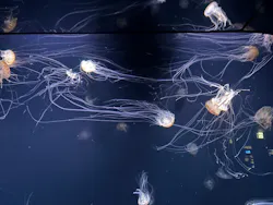 サンシャイン水族館に投稿された画像(2026/8/13)