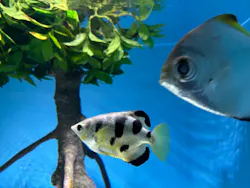 サンシャイン水族館に投稿された画像(2026/8/13)