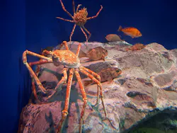 名古屋港水族館に投稿された画像(2026/8/13)