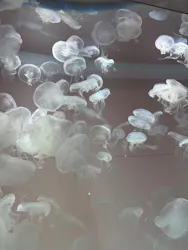 アクアワールド茨城県大洗水族館に投稿された画像(2026/8/13)