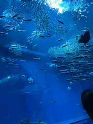 アクアワールド茨城県大洗水族館に投稿された画像(2026/8/13)