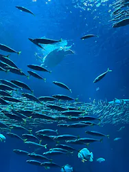 アクアワールド茨城県大洗水族館に投稿された画像(2026/8/13)