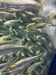サンシャイン水族館に投稿された画像(2026/8/14)