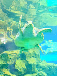 名古屋港水族館に投稿された画像(2026/8/14)