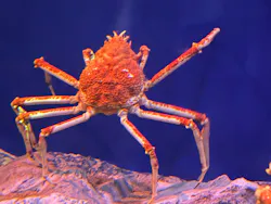 名古屋港水族館に投稿された画像(2026/8/14)
