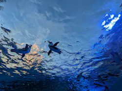 サンシャイン水族館に投稿された画像(2026/8/14)