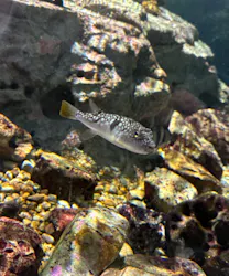 名古屋港水族館に投稿された画像(2026/8/14)