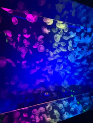 名古屋港水族館に投稿された画像(2026/8/15)