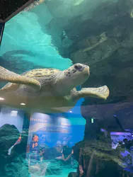 名古屋港水族館に投稿された画像(2026/8/15)