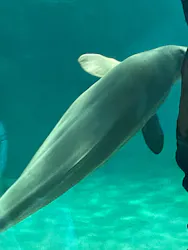 名古屋港水族館に投稿された画像(2026/8/15)